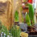 Amaryllis Dekoriert