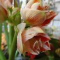 Amaryllis Gestreift