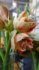 Amaryllis Gestreift