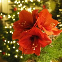 Amaryllis Mit Kiefernzweigen
