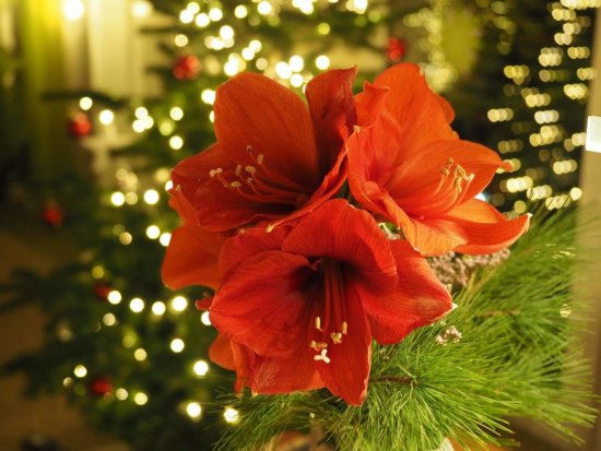 Amaryllis Mit Kiefernzweigen Amaryllis Mit Kiefernzweigen
