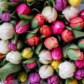 Bunte Tulpen