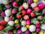 Bunte Tulpen