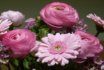 Rosa Ranunkeln Im Strauss Mit Gerbera