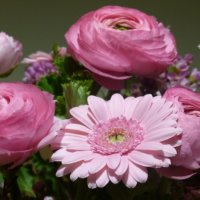 Rosa Ranunkeln Im Strauss Mit Gerbera