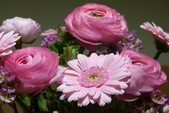 Rosa Ranunkeln Im Strauss Mit Gerbera Rosa Ranunkeln Im Strauss Mit Gerbera