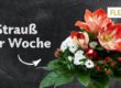 Strauß der Woche 49