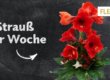 Strauß der Woche 48