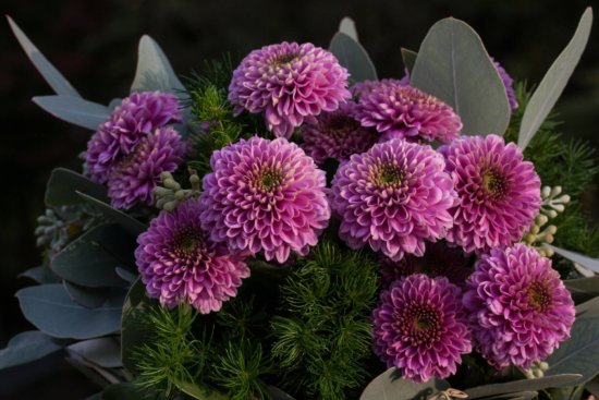 Strauss Violett Chrysanthemen Strauss Violett Chrysanthemen