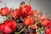 Tulpenstrauss Mit Zweigen Und Beeren